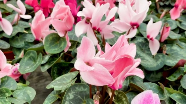 The 2023 Philadelphia Flower Show Promises ‘Magical’ Garden Experiences