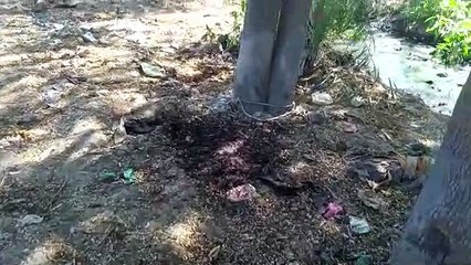 Sensation after getting the remains of cattle .... Police seized the m