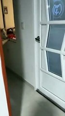 Husky Eagerly Watches Baby Bunnies