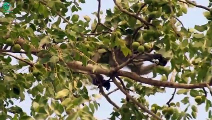 15 Brutal Moments A Bird Of Prey Is Attacked By Wild Animals Fight @3WinAnimal