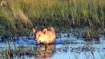 15 Scary Moment Lion Attacks Wild Dog and Heartbreaking End   Animals Fight