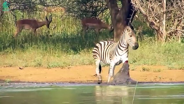 15 Scary Moment When Crocodiles Attack Lions, Tigers, Leopards, Zebras, and Buffalos @3WinAnimal