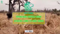 15 Times Fierce Buffalo Herd Attacks & Kills Lions To Save Their Kind   Animals Fight