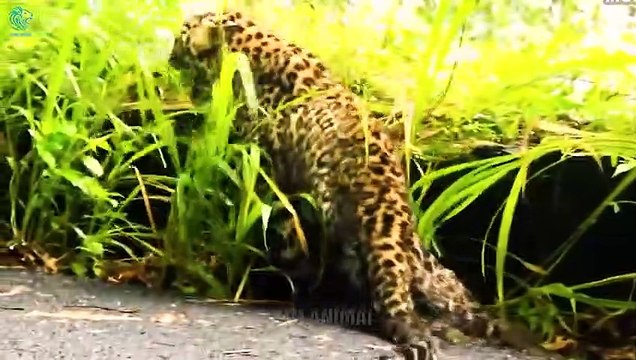 20 Times Wild Animals Fight Miraculously Survive When Injured Animals Fight