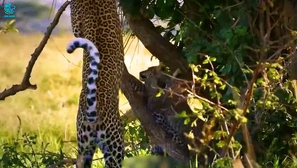 30 Heartbreaking Moments Happened To Poor Leopard   Wild Animals Fight @3WinAnimal