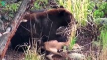 30 Most Brutal Bear Attacks When Hunt Caught on Camera   Animals Fight @3WinAnimal