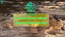 35 Painful Moments! Crocodile Attacks And Kills Brutal Lions   Wild Animals Fight