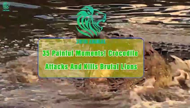 35 Painful Moments! Crocodile Attacks And Kills Brutal Lions Wild Animals Fight