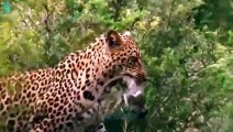 Baboon Crazy Revenge! Leopards Make A Big Mistake When Attacking And Kidnap Baby Baboons