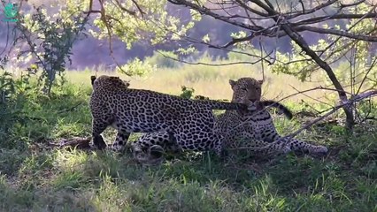 Big Cats vs Wild Dogs - Who Will Win   Animals Fight @3WinAnimal