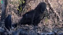 Breathtaking! This Is How Eagles Kill Venomous Snakes Without Injury   Animals Fight