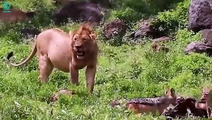 OMG! Look What Happens When a Hyena Was Injured By a Lion   Animals Fight