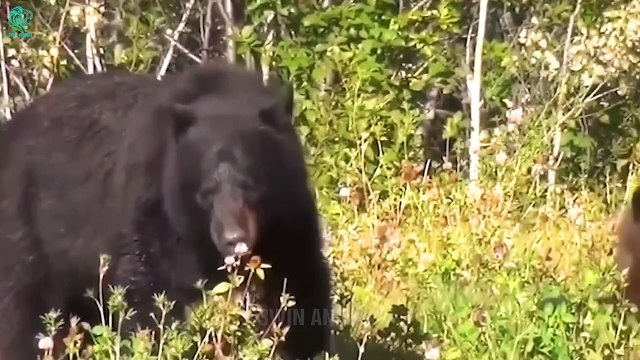 Painful Moments The Stupid Lion Incited The Bees And Was Brutally Attacked By Them Animals Fight
