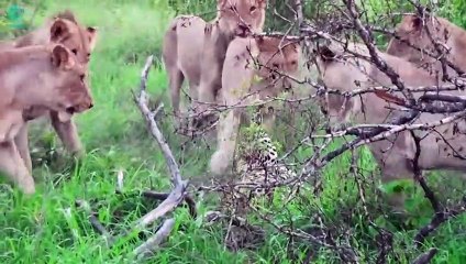 Painful Moments! Warthog Fights the Brutal Lion for Survival   Animal World @3WinAnimal