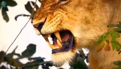 Poor King Lion Was Brutally Destroyed by Buffalos & Maasai Tribe Warriors   Animals Fight