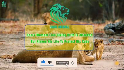 Scary Moment Lion Giving Birth Is Attacked But Risked His Life To Protect His Cubs