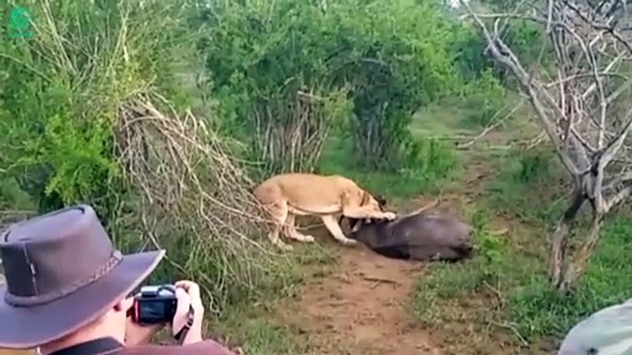Scary Moment Stupid Lion Was Mercilessly Killed By The Wild Horses   Animals Fight @3WinAnimal