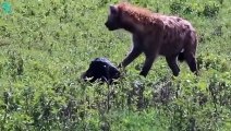 Scary Moment! Aggressive Mother Hyena Destroys The Lion To Save Baby Hyena   Animals Fight