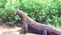 Scary Moment! Giant Komodo Dragon Brutally Attacks Dogs   Animals Fight @3WinAnimal
