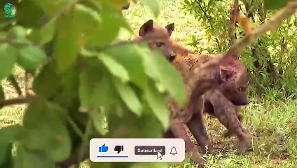 Scary Moment! Unlucky Hyenas Eaten By Giant Pythons   Best Predatory Attacks Of Python