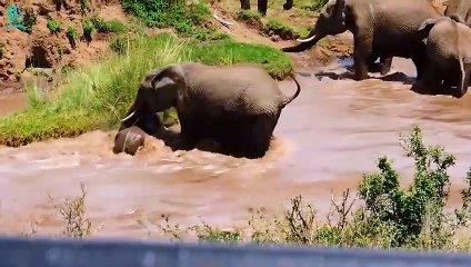 Scary Moments Mother Elephant Risks Her Life Attacking Crocodile To Save Newborn Baby Elephant
