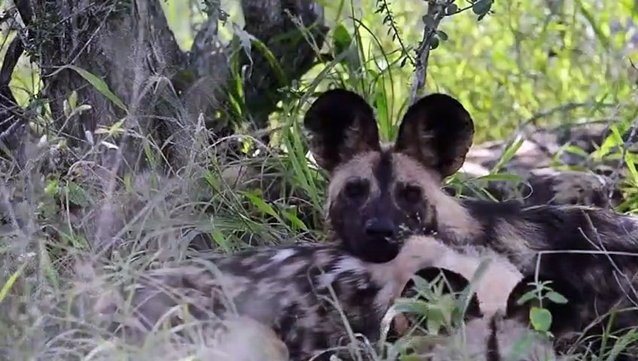 Shock! Evil Lion Brutally Kills Wild Dogs   Poor Wild Dog Lost Mother   Animals Fight
