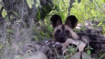 Shock! Evil Lion Brutally Kills Wild Dogs   Poor Wild Dog Lost Mother   Animals Fight