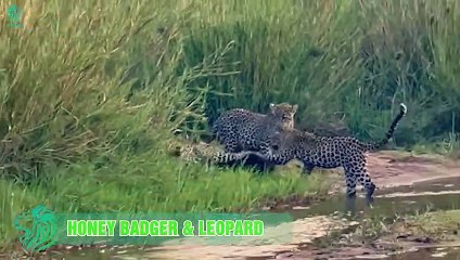 Shock! Leopard Lost His Life When Attacking Crazy Buffaloes   Animals Fight @3WinAnimal