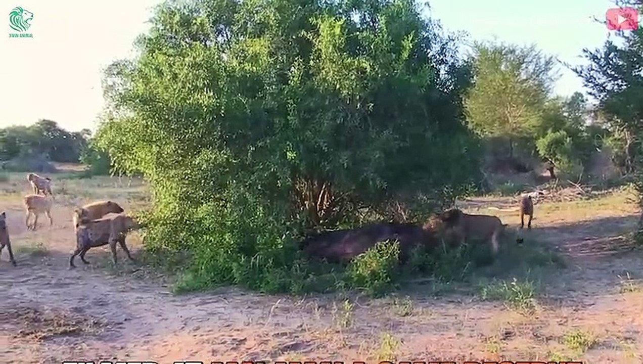 The Lion King Family Was Brutally Attacked By Buffalo, Hyenas And Wild Dogs   Animals Fight