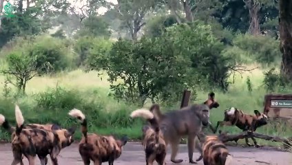 Tragic End When Injured Wild Dog Tries to Hunt   Animals Fight