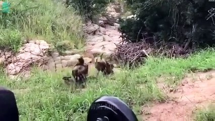 Tragic End When Stupid Wild Dog Chooses Wrong Prey   Animals Fight @3WinAnimal