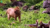 What Happens When The Hyena Fights The Buffalo Prey With The Fierce Lion