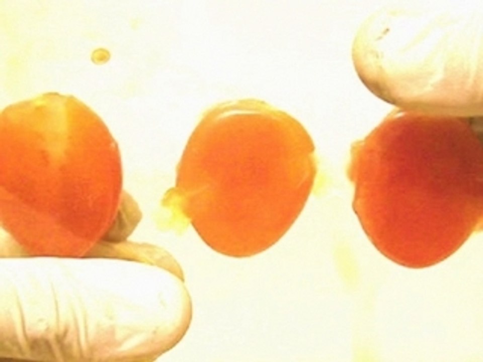 tomate-02