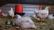 tn7-Salud-emitió-lineamiento-para-evitar-contagio-de-gripe-aviar-en-humanos--170223