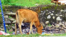 This Cow Finds Food When It Comes Home || Cows Eat