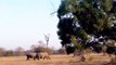 OMG! Rage Rhino Fights Fierce Lions To Protect Family From The Brutal Hunt  Wild Animal Attack