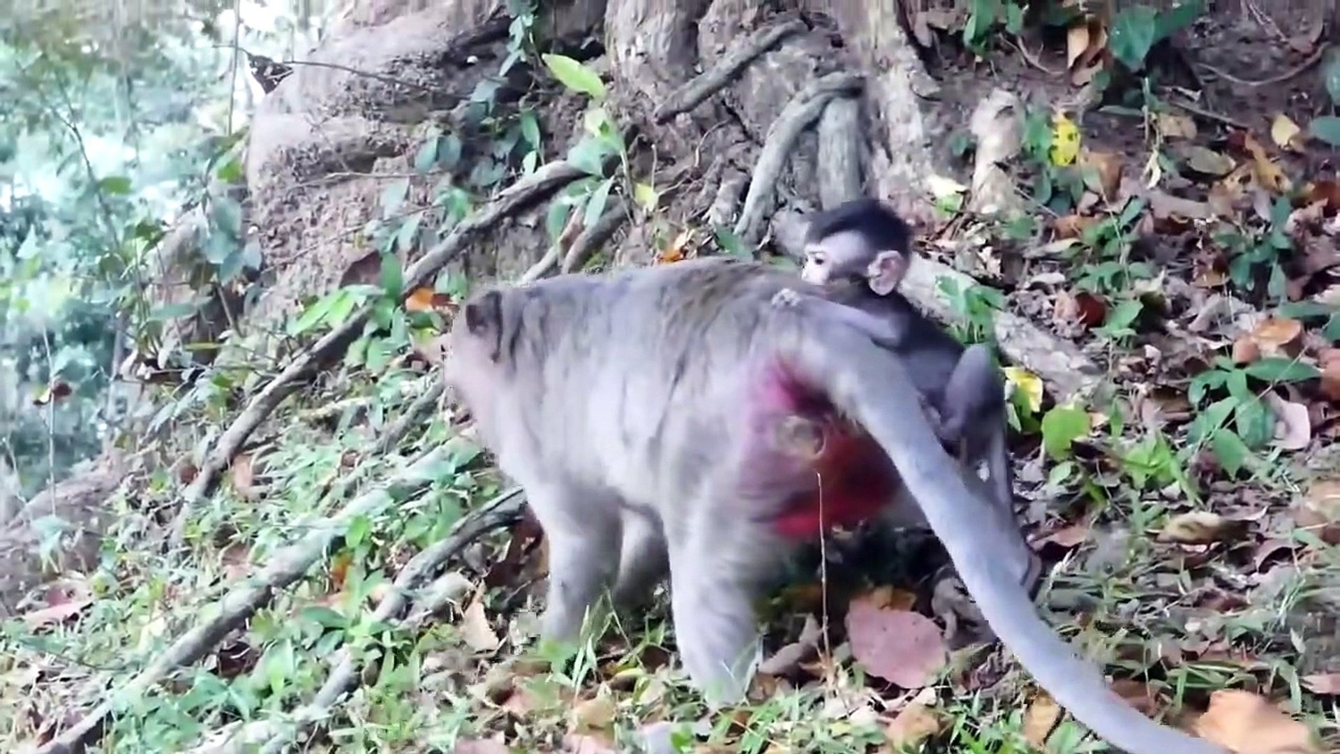 ⁣Otter Revenge  Jaguar Loses Miserably When Being Tortured By The Otters For Dare To Attack Teammates