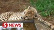 South African cheetahs begin journey to India