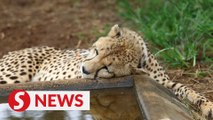 South African cheetahs begin journey to India