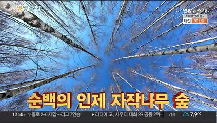 [생생갤러리] 순백의 인제 자작나무 숲 外