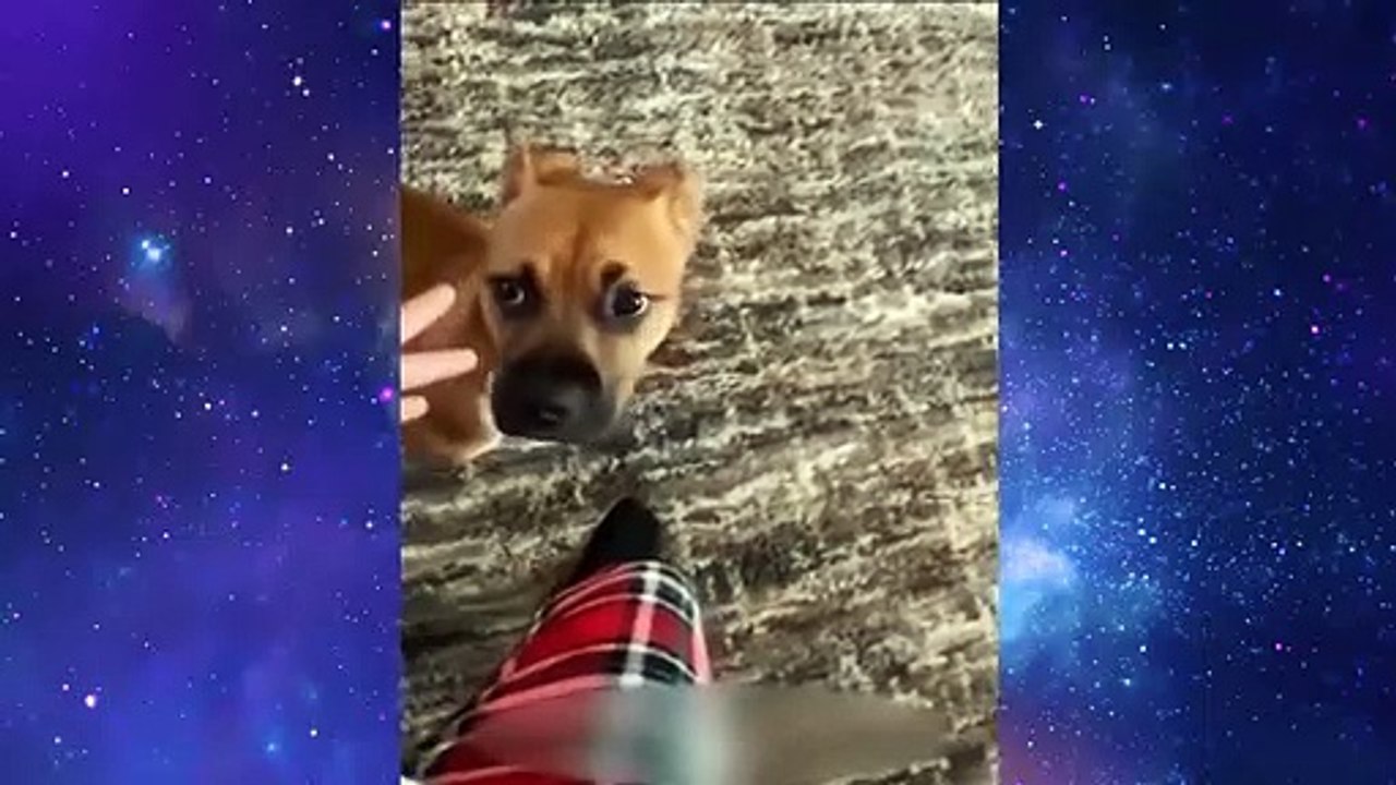 Funny Dog And Cat