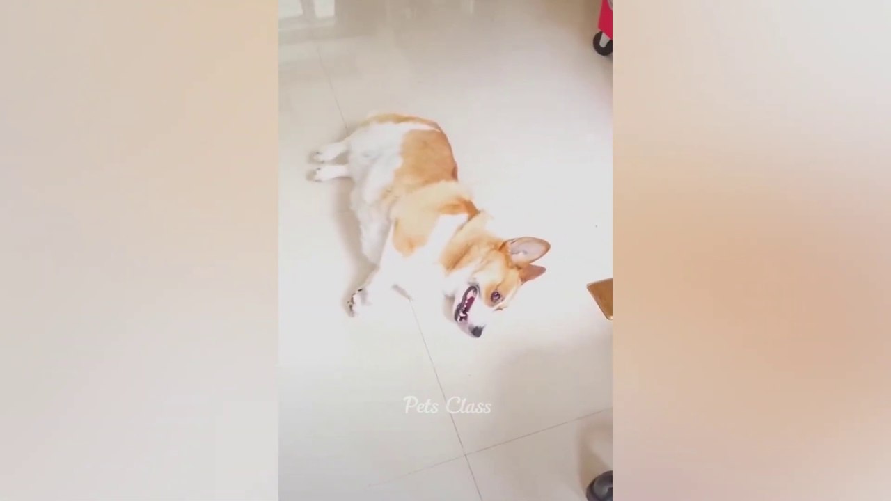 Funniest Animals 2023  Funny Dogs and Cats Videos part 1