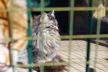 Depremde enkaz altından kurtarılan hayvanlar, barınağa yerleştirildi