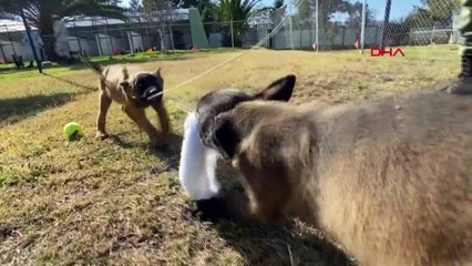 Proteo anısına: Teşekkür ederiz şampiyon!