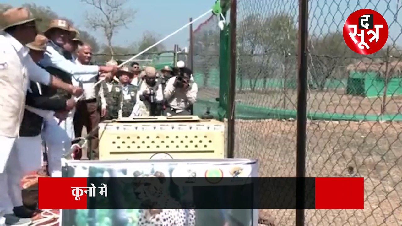सीएम ने चीतों को बाड़े में छोड़ा, कूनो नेशनल पार्क में 08 चीतों को मिले 12 नए साथी