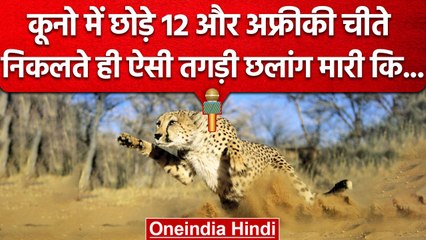 Kuno National Park में CM Shivraj Singh ने 12 Cheetah को ऐसे किया आज़ाद.. | वनइंडिया हिंदी | #Shorts