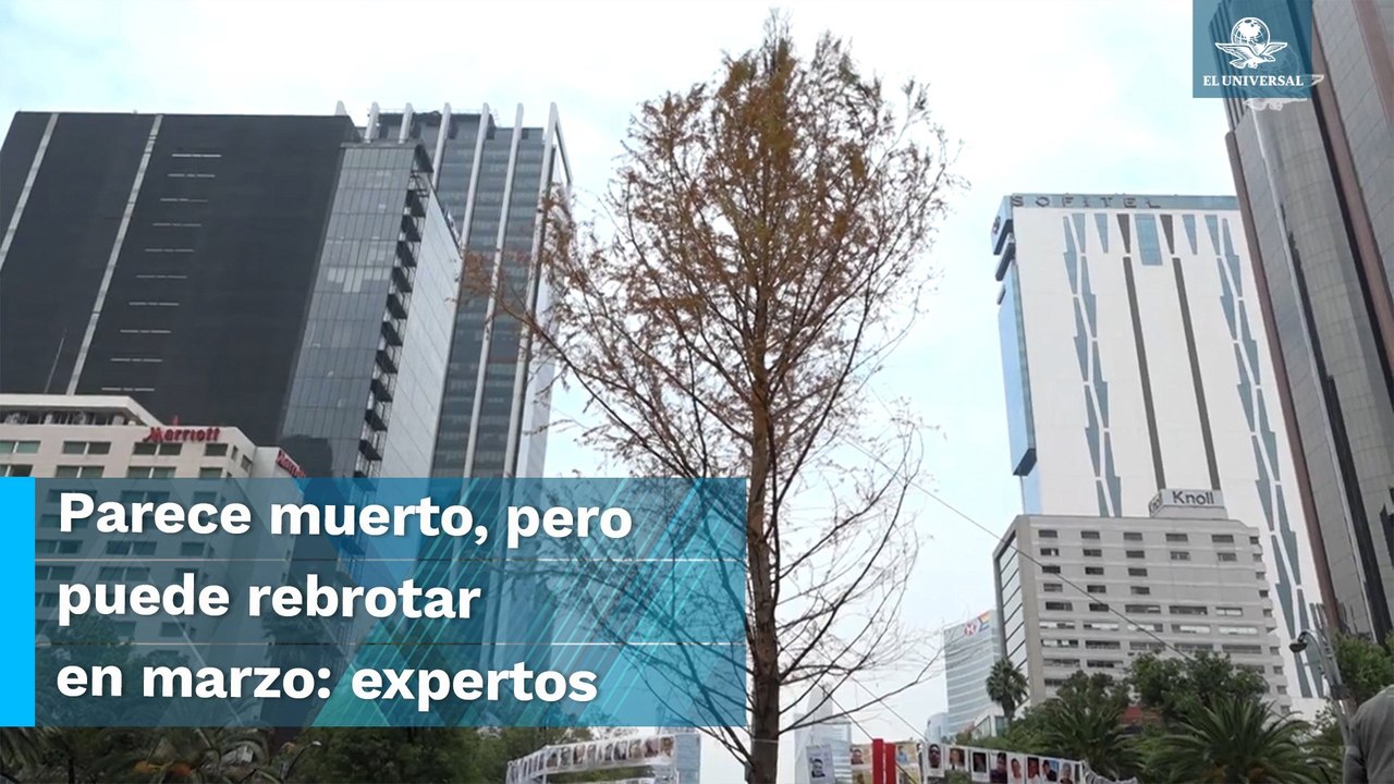 El ahuehuete de Reforma, en estado crítico