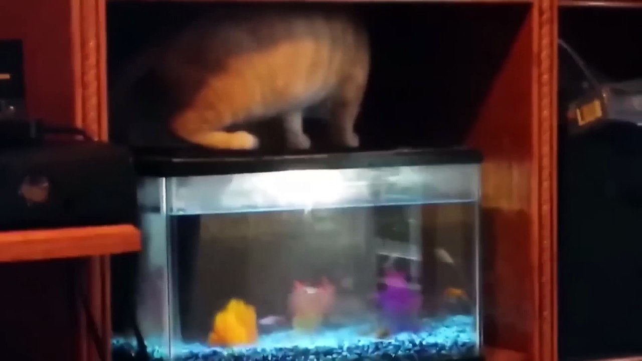 Funniest Animals 2023  Funniest Cats and Dogs