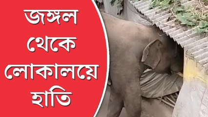 নয়াগ্রামের জঙ্গল থেকে লোকালয়ে হাতি