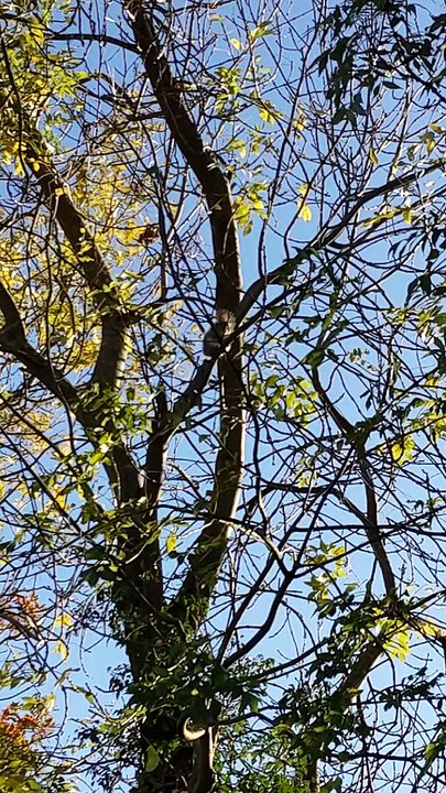 There's something funny about that squirrel